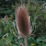 Teasel Root Essence - Image 5