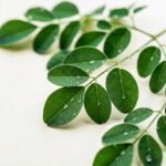 Moringa Verdant Essence - Image 5